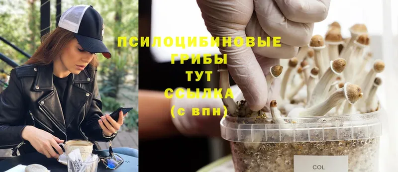 Галлюциногенные грибы Cubensis  Бодайбо 